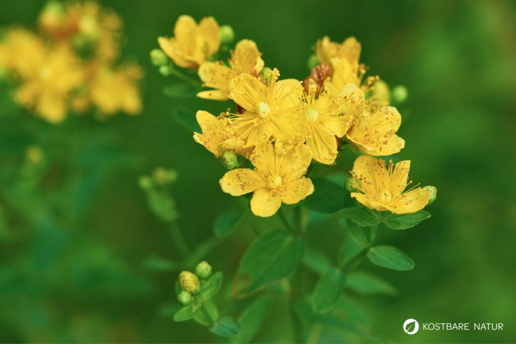 Das gelb blühende Johanniskraut ist einer der besten Speicher der Sonnenenergie. Sammle es im Sommer und nutze es im Winter, um die dunklen Tage aufzuhellen.