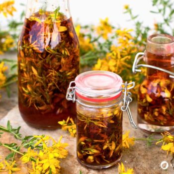 Das gelb blühende Johanniskraut ist einer der besten Speicher der Sonnenenergie. Sammle es im Sommer und nutze es im Winter, um die dunklen Tage aufzuhellen.