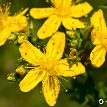 Das gelb blühende Johanniskraut ist einer der besten Speicher der Sonnenenergie. Sammle es im Sommer und nutze es im Winter, um die dunklen Tage aufzuhellen.