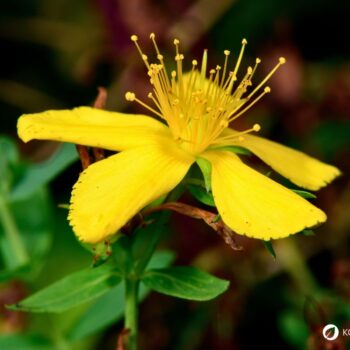 Das gelb blühende Johanniskraut ist einer der besten Speicher der Sonnenenergie. Sammle es im Sommer und nutze es im Winter, um die dunklen Tage aufzuhellen.