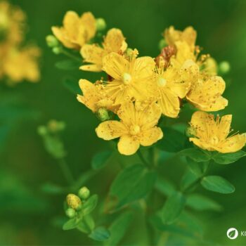 Das gelb blühende Johanniskraut ist einer der besten Speicher der Sonnenenergie. Sammle es im Sommer und nutze es im Winter, um die dunklen Tage aufzuhellen.