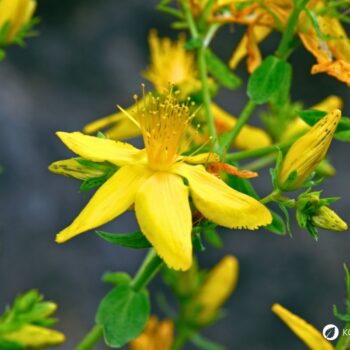 Das gelb blühende Johanniskraut ist einer der besten Speicher der Sonnenenergie. Sammle es im Sommer und nutze es im Winter, um die dunklen Tage aufzuhellen.