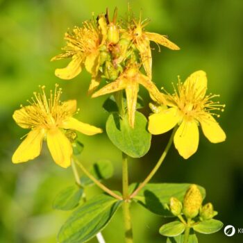 Das gelb blühende Johanniskraut ist einer der besten Speicher der Sonnenenergie. Sammle es im Sommer und nutze es im Winter, um die dunklen Tage aufzuhellen.
