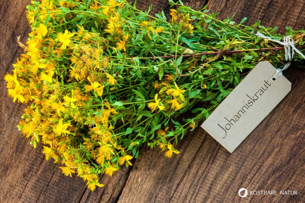 Das gelb blühende Johanniskraut ist einer der besten Speicher der Sonnenenergie. Sammle es im Sommer und nutze es im Winter, um die dunklen Tage aufzuhellen.