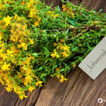 Das gelb blühende Johanniskraut ist einer der besten Speicher der Sonnenenergie. Sammle es im Sommer und nutze es im Winter, um die dunklen Tage aufzuhellen.