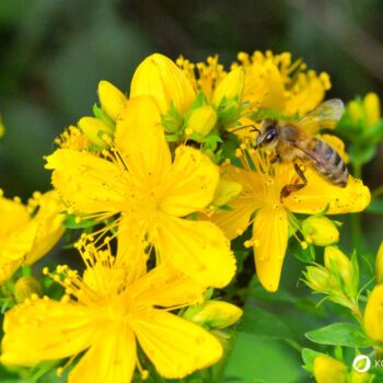 Das gelb blühende Johanniskraut ist einer der besten Speicher der Sonnenenergie. Sammle es im Sommer und nutze es im Winter, um die dunklen Tage aufzuhellen.
