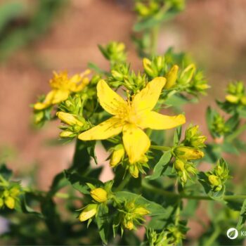 Das gelb blühende Johanniskraut ist einer der besten Speicher der Sonnenenergie. Sammle es im Sommer und nutze es im Winter, um die dunklen Tage aufzuhellen.