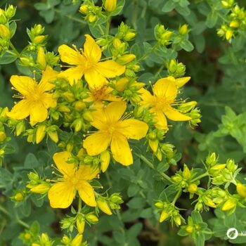 Das gelb blühende Johanniskraut ist einer der besten Speicher der Sonnenenergie. Sammle es im Sommer und nutze es im Winter, um die dunklen Tage aufzuhellen.
