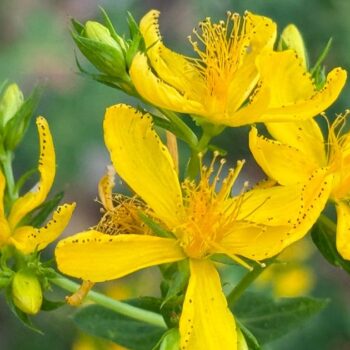 Das gelb blühende Johanniskraut ist einer der besten Speicher der Sonnenenergie. Sammle es im Sommer und nutze es im Winter, um die dunklen Tage aufzuhellen.