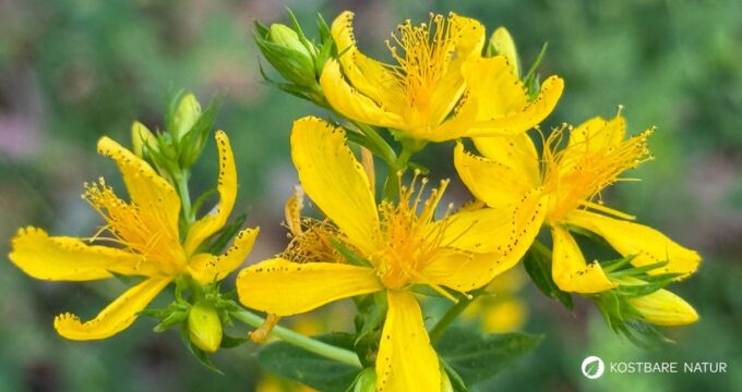 Das gelb blühende Johanniskraut ist einer der besten Speicher der Sonnenenergie. Sammle es im Sommer und nutze es im Winter, um die dunklen Tage aufzuhellen.