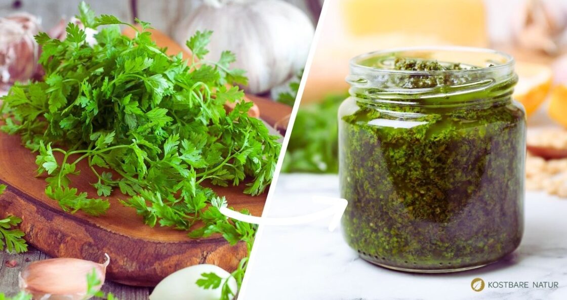 Sauerampfer - Kostbare Natur Sauerampfer - Kostbare Natur