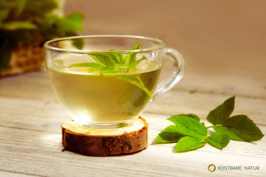 Der Gärtner will Giersch bekämpfen und entfernen. Dabei könnte er dieses immer nachwachsende Wildgemüse achten und sinnvoll in Ernährung und Heilung nutzen.