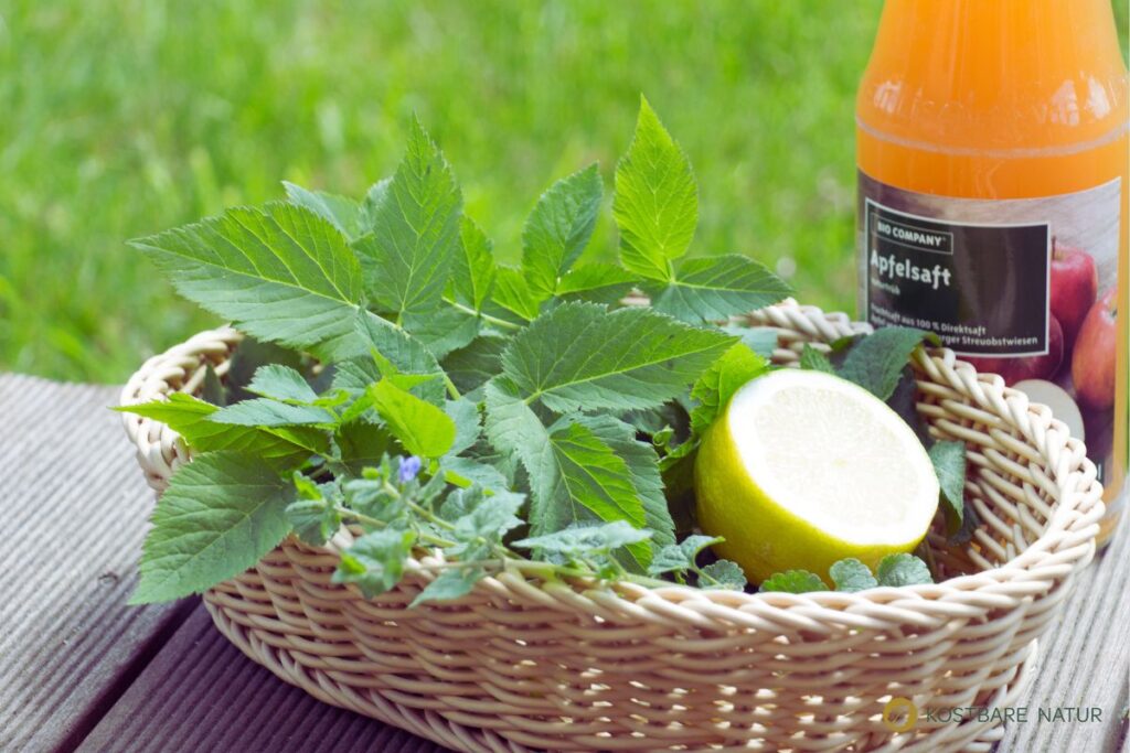Der Gärtner will Giersch bekämpfen und entfernen. Dabei könnte er dieses immer nachwachsende Wildgemüse achten und sinnvoll in Ernährung und Heilung nutzen.