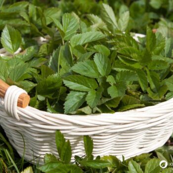 Der Gärtner will Giersch bekämpfen und entfernen. Dabei könnte er dieses immer nachwachsende Wildgemüse achten und sinnvoll in Ernährung und Heilung nutzen.