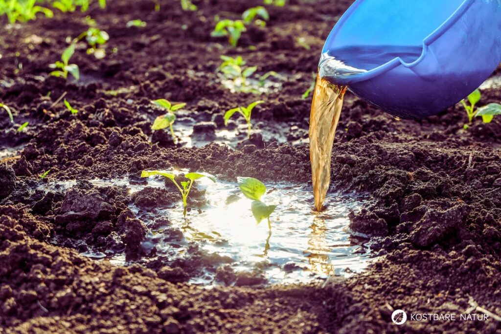 Der Gärtner will Giersch bekämpfen und entfernen. Dabei könnte er dieses immer nachwachsende Wildgemüse achten und sinnvoll in Ernährung und Heilung nutzen.