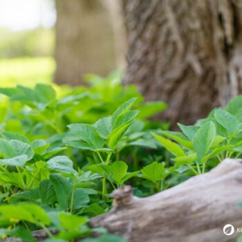 Der Gärtner will Giersch bekämpfen und entfernen. Dabei könnte er dieses immer nachwachsende Wildgemüse achten und sinnvoll in Ernährung und Heilung nutzen.