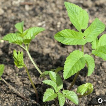 Der Gärtner will Giersch bekämpfen und entfernen. Dabei könnte er dieses immer nachwachsende Wildgemüse achten und sinnvoll in Ernährung und Heilung nutzen.