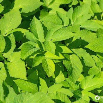 Der Gärtner will Giersch bekämpfen und entfernen. Dabei könnte er dieses immer nachwachsende Wildgemüse achten und sinnvoll in Ernährung und Heilung nutzen.