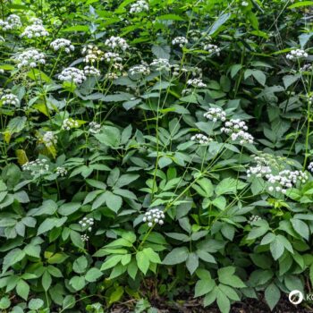 Der Gärtner will Giersch bekämpfen und entfernen. Dabei könnte er dieses immer nachwachsende Wildgemüse achten und sinnvoll in Ernährung und Heilung nutzen.