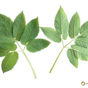 Der Gärtner will Giersch bekämpfen und entfernen. Dabei könnte er dieses immer nachwachsende Wildgemüse achten und sinnvoll in Ernährung und Heilung nutzen.