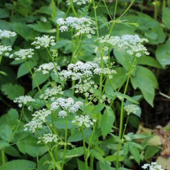 Der Gärtner will Giersch bekämpfen und entfernen. Dabei könnte er dieses immer nachwachsende Wildgemüse achten und sinnvoll in Ernährung und Heilung nutzen.