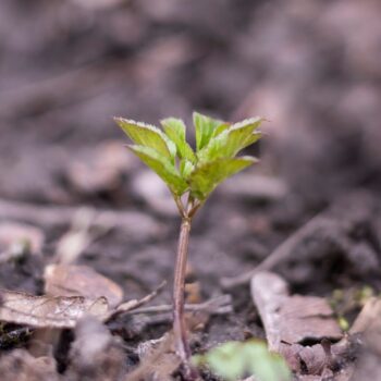 Der Gärtner will Giersch bekämpfen und entfernen. Dabei könnte er dieses immer nachwachsende Wildgemüse achten und sinnvoll in Ernährung und Heilung nutzen.