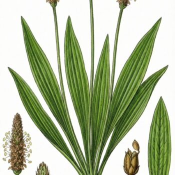 Der Spitzwegerich ist eine weit verbreitete Wildpflanze. Nutze seine Blätter, Blüten, Samen und Wurzeln als Nahrung und für die Gesundheit!