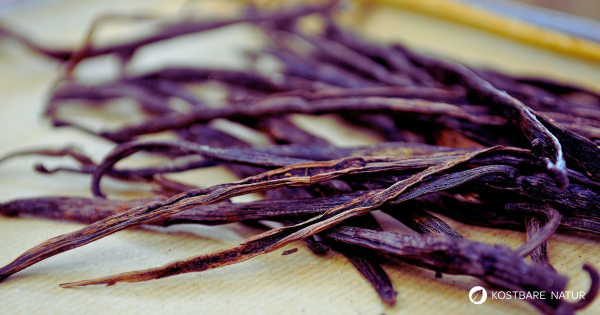 Entdecke die Welt der Vanille: Herkunft, spannende Mythen, heilenden Wirkungen und vielfältige Anwendungen in Küche und Kosmetik.