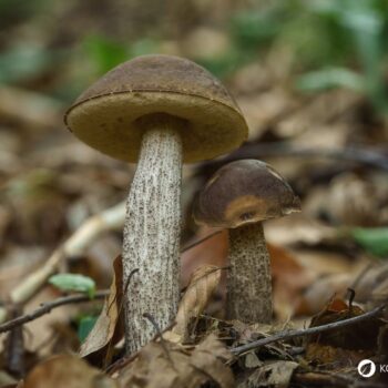 Der Birkenröhrling – essbar und ideal für Pilzanfänger. Erfahre alles über Erkennungsmerkmale, Verwechslungspartner und Rezepte.