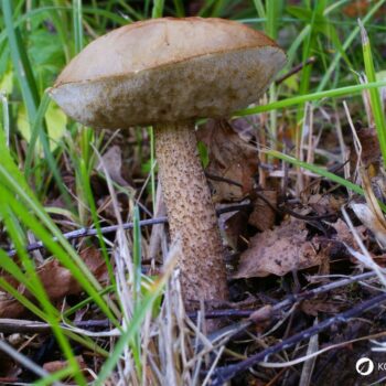 Der Birkenröhrling – essbar und ideal für Pilzanfänger. Erfahre alles über Erkennungsmerkmale, Verwechslungspartner und Rezepte.