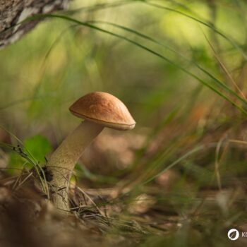 Der Birkenröhrling – essbar und ideal für Pilzanfänger. Erfahre alles über Erkennungsmerkmale, Verwechslungspartner und Rezepte.