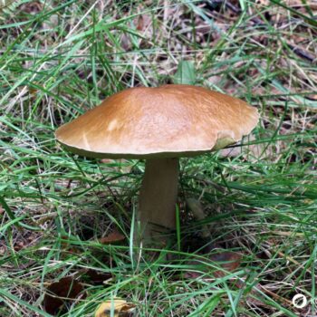 Der Birkenröhrling – essbar und ideal für Pilzanfänger. Erfahre alles über Erkennungsmerkmale, Verwechslungspartner und Rezepte.