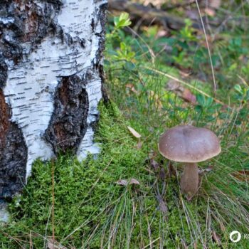 Der Birkenröhrling – essbar und ideal für Pilzanfänger. Erfahre alles über Erkennungsmerkmale, Verwechslungspartner und Rezepte.