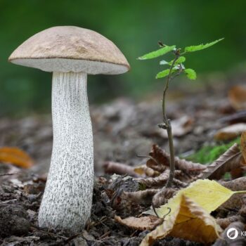 Der Birkenröhrling – essbar und ideal für Pilzanfänger. Erfahre alles über Erkennungsmerkmale, Verwechslungspartner und Rezepte.