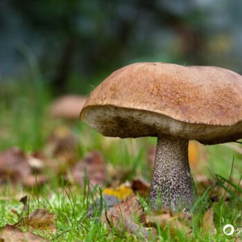 Der Birkenröhrling – essbar und ideal für Pilzanfänger. Erfahre alles über Erkennungsmerkmale, Verwechslungspartner und Rezepte.