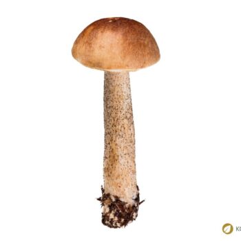 Der Birkenröhrling – essbar und ideal für Pilzanfänger. Erfahre alles über Erkennungsmerkmale, Verwechslungspartner und Rezepte.