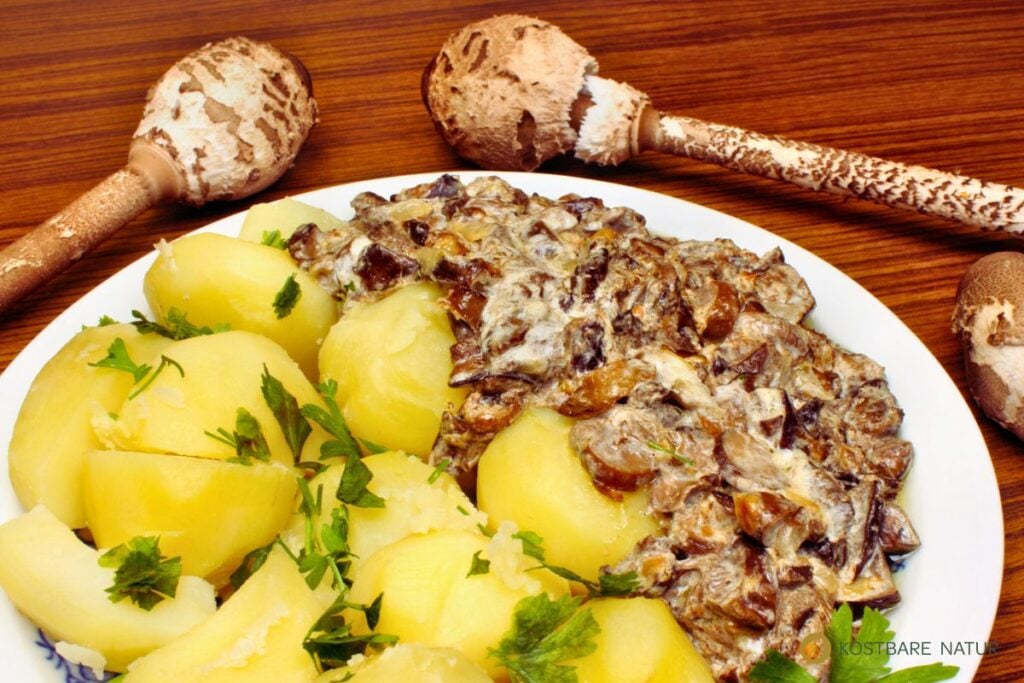 Parasol zubereiten: köstliche Ideen für den Herbst - Kostbare Natur