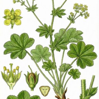 Frauenmantel ist eines der wichtigsten Heilkräuter für Frauen. Viele Heilanwendungen gehen aber über typische Frauenbeschwerden hinaus.