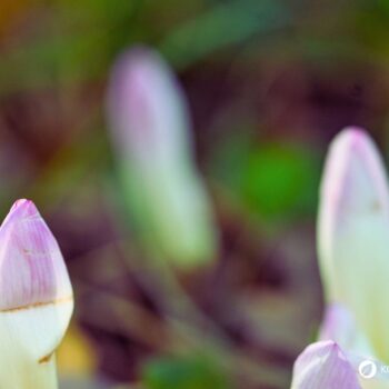Die Herbstzeitlose ist eine giftige, heimische Pflanze. Informationen zu Inhaltsstoffen, Wirkung und kulturelle Bedeutung.
