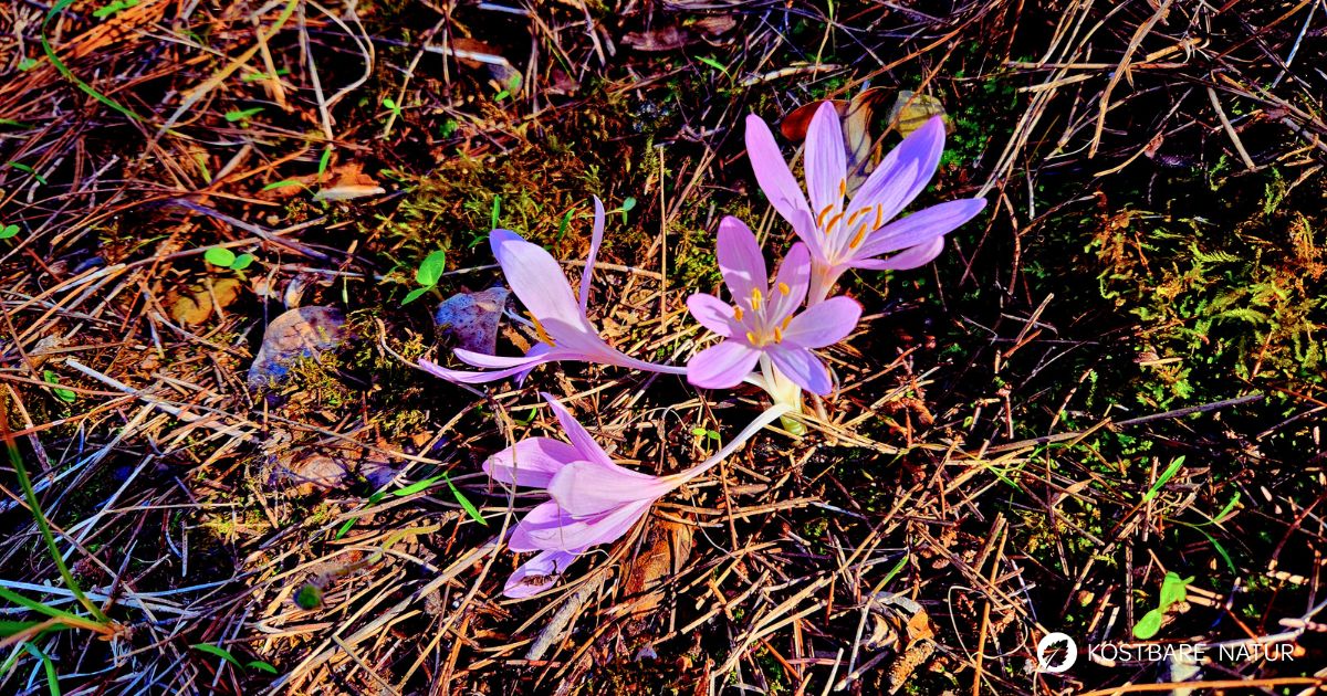 Die Herbstzeitlose ist eine giftige, heimische Pflanze. Informationen zu Inhaltsstoffen, Wirkung und kulturelle Bedeutung.