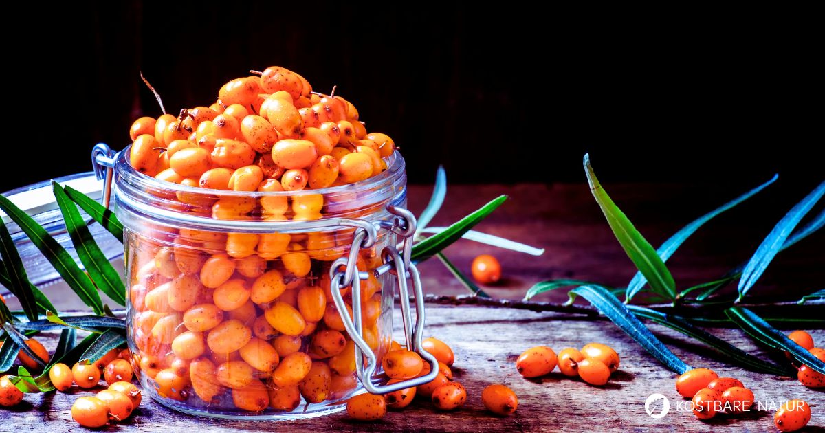 Sanddornhonig selber machen – entdecke ein einfaches Rezept mit frischen Sanddornbeeren und Honig. Fruchtig, gesund und perfekt für Herbst und Winter.