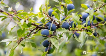 Die blau-schwarzen Beeren der Schlehe sind erst nach ein paar Frostnächten richtig genießbar. Dann sind sie süß und stärken uns für den Winter.