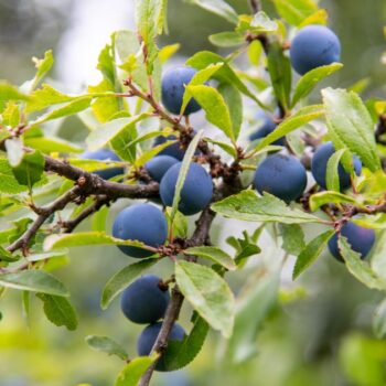Die blau-schwarzen Beeren der Schlehe sind erst nach ein paar Frostnächten richtig genießbar. Dann sind sie süß und stärken uns für den Winter.