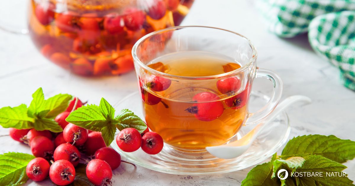 Weißdornbeerentee schmeckt leicht herb, unterstützt die Herzfunktion und stärkt das Immunsystem.