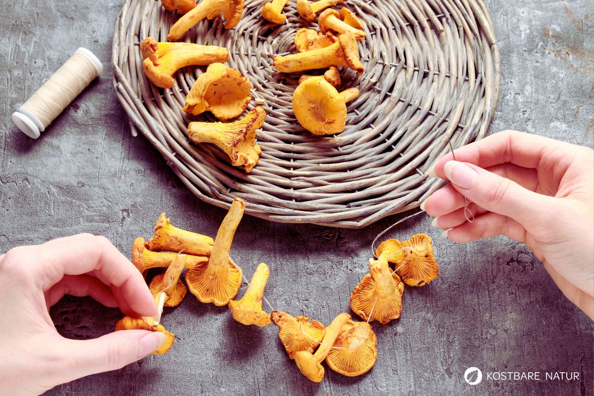 Pfifferlinge auf einen Faden auffädeln