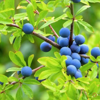 Die blau-schwarzen Beeren der Schlehe sind erst nach ein paar Frostnächten richtig genießbar. Dann sind sie süß und stärken uns für den Winter.