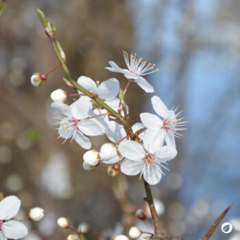 Die blau-schwarzen Beeren der Schlehe sind erst nach ein paar Frostnächten richtig genießbar. Dann sind sie süß und stärken uns für den Winter.