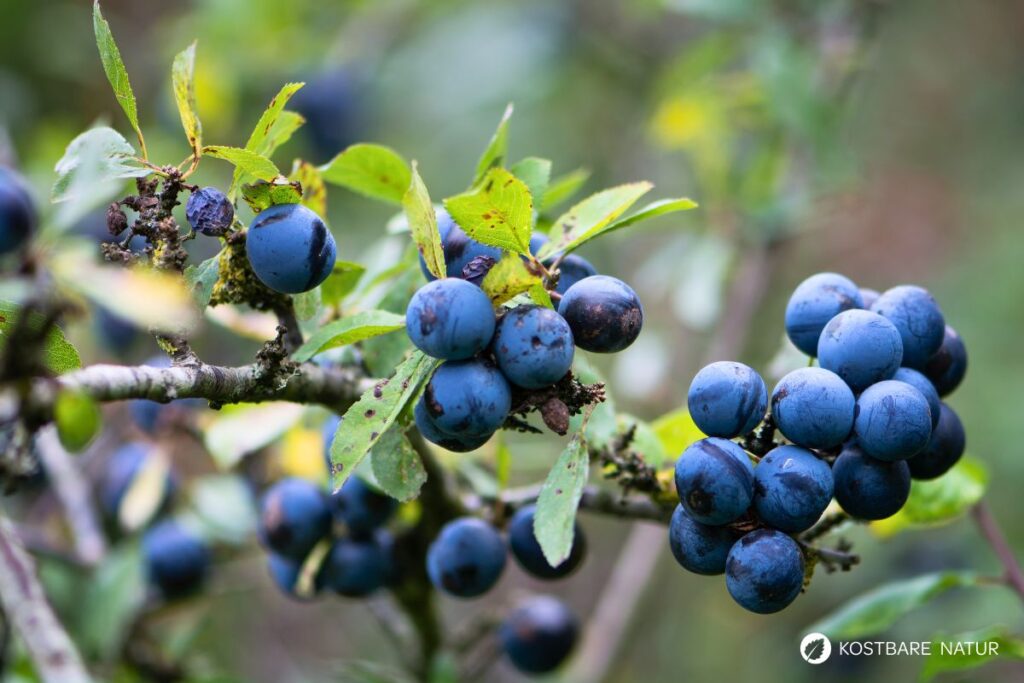 Die blau-schwarzen Beeren der Schlehe sind erst nach ein paar Frostnächten richtig genießbar. Dann sind sie süß und stärken uns für den Winter.