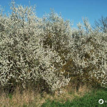 Die blau-schwarzen Beeren der Schlehe sind erst nach ein paar Frostnächten richtig genießbar. Dann sind sie süß und stärken uns für den Winter.