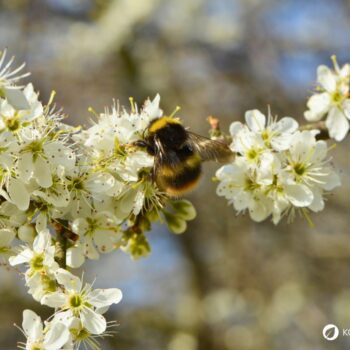 Die blau-schwarzen Beeren der Schlehe sind erst nach ein paar Frostnächten richtig genießbar. Dann sind sie süß und stärken uns für den Winter.